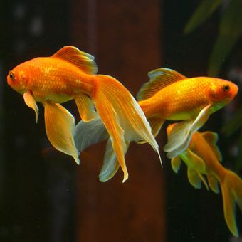 Ilustrasi ikan mas koki. 