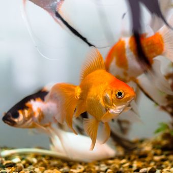 Ilustrasi ikan mas. 